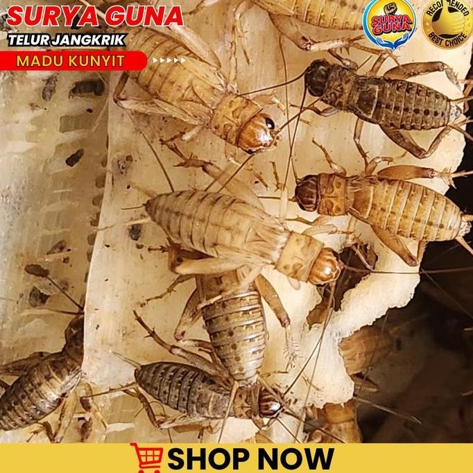 

TERMURAH TELUR JANGKRIK MADU 1KG - KUALITAS SUPER SIAP TETAS UNTUK PAKAN BURUNG