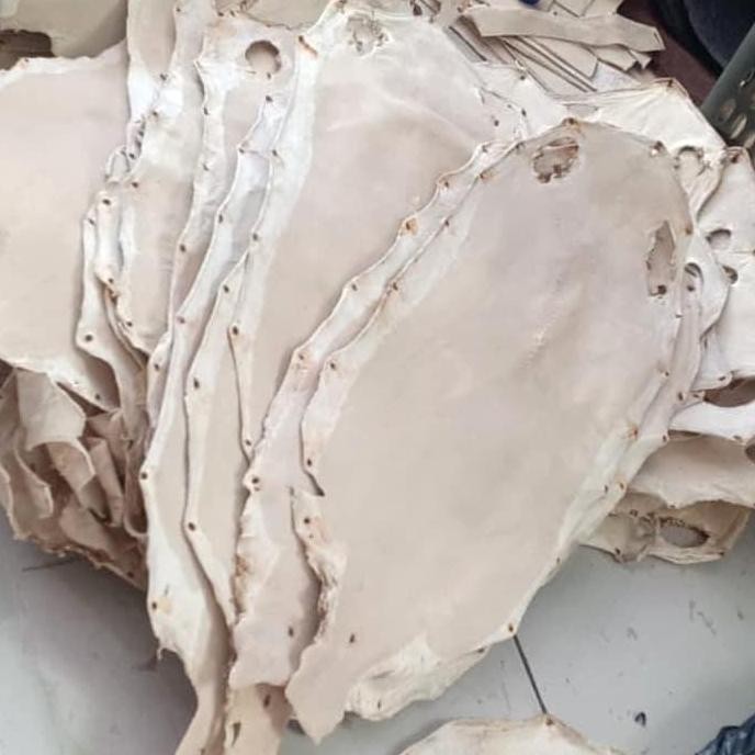 Ori - Kulit Ikan Pari Batu Halus 6 Inch - Bahan Aksesoris Dompet, Tas, Sarung Pisau