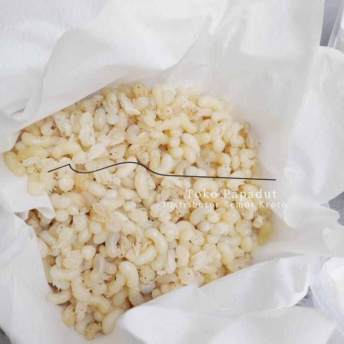 Sss Kroto Khusus Telur Besar 1 Ons