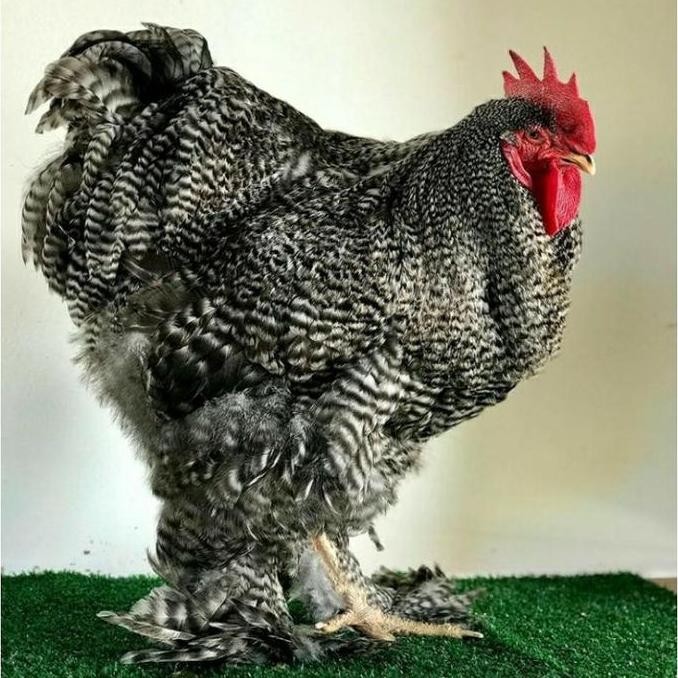 

TELUR TETAS AYAM HIAS BRAHMA GIANT C HYLINE