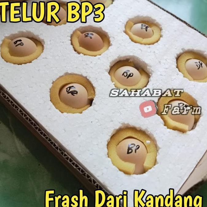 

TELUR TETAS BLACK PERMUD III (BP3) KAMPUNG PEDAGING 10BUTIR