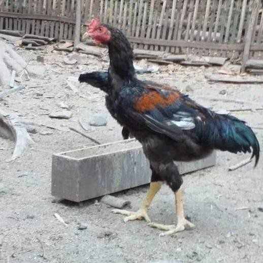 

TELUR TETAS AYAM GORILA F1