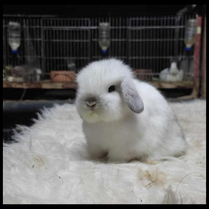 holland lop rabbit frosty blue eyes