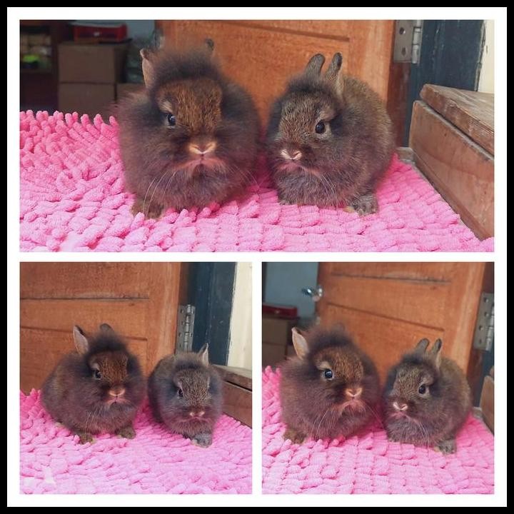 kelinci lion head jantan