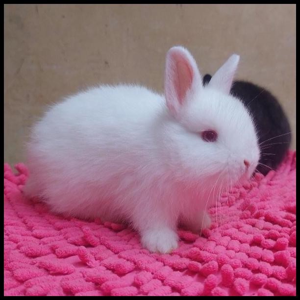 kelinci mini Nd albino senior