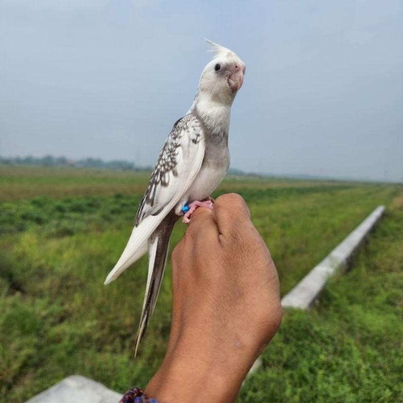 FALK WHITE FACE PARKIT AUSTRALIA WF NON TOMPEL FREE FLY OUTDOOR