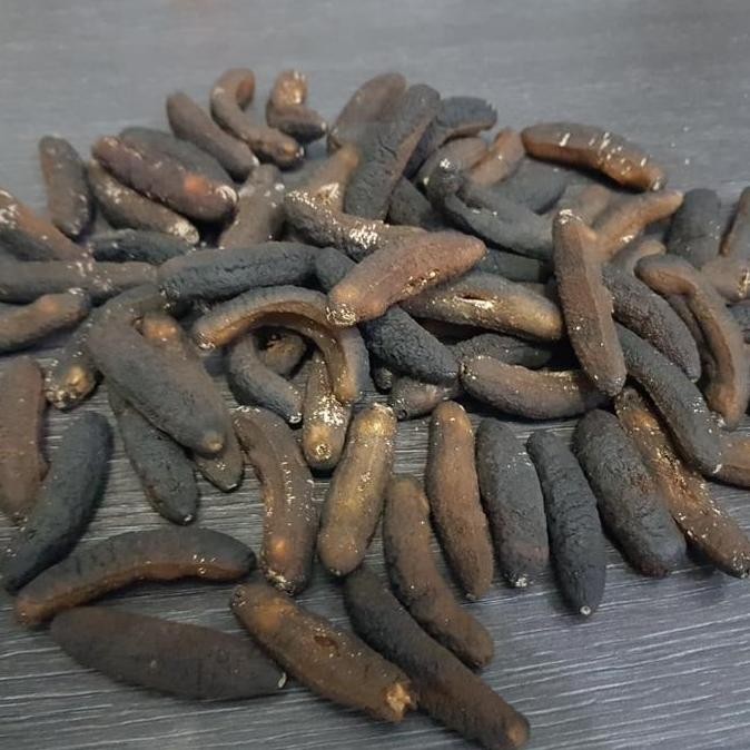 

BEBAS ONGKIR - 40 ekor Teripang Gamat sea cucumbar Hoisom haisom pasir belitung