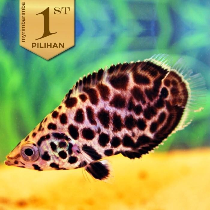 Paket Koloni (Isi 10) Ctenopoma Loepard Mini Ikan Hias Aquascape Hiasan Aquarium Tanaman Air