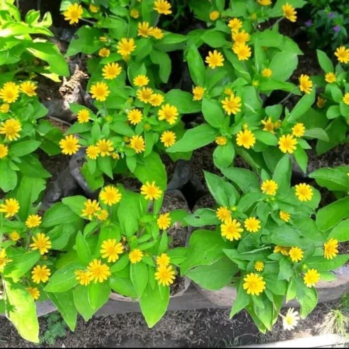 Tanaman Hias Bunga Matahari Mini - Bunga Matahari Kecil - Bunga Kuning