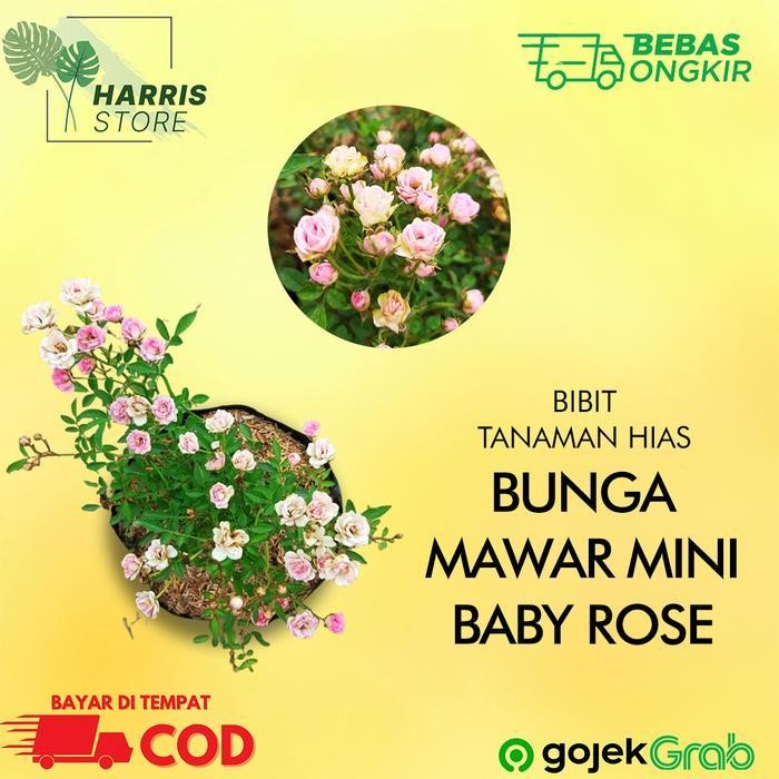 Tanaman Bunga Hidup Mawar Mini Baby Rose Berkualitas