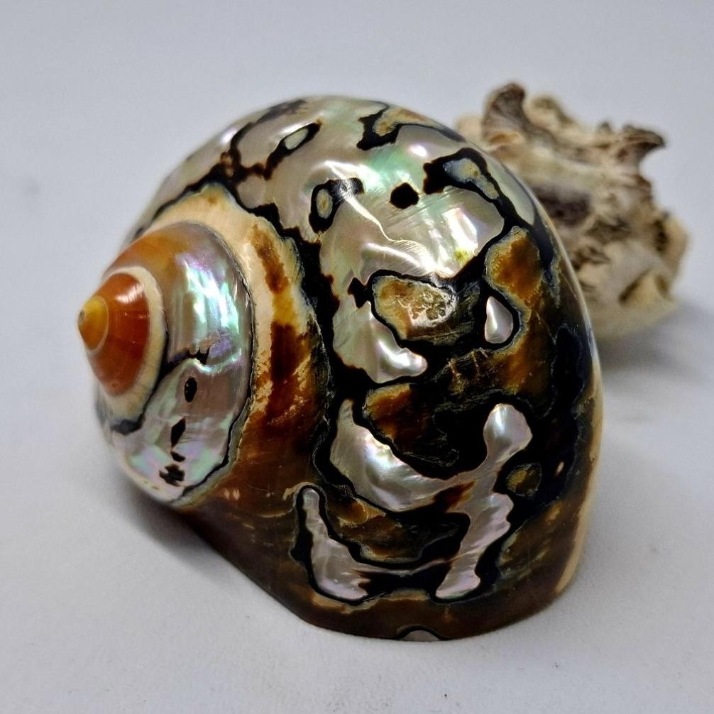 Cangkang Rumah Kelomang Turbo Sarmaticus - Diameter 2,5 ~ 3,5 Cm DiM