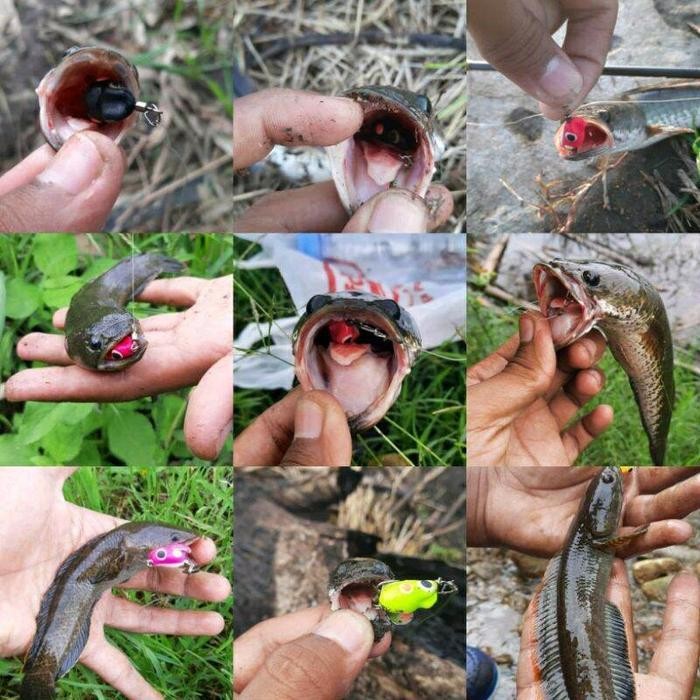 Soft Frog Mini 1 Cm Lure Umpan Kocolan Gabus