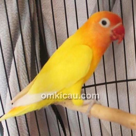 LOVEBIRD PASKUN/BURUNG LOVEBIRD PASTEL KUNING