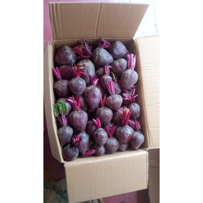 

1 kg buah bit fresh untuk penambah darah pengiriman dari ciwidey bandung Nugi