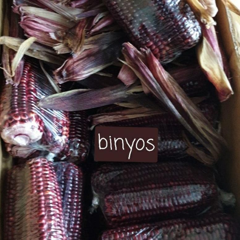 

Jagung Ketan Ungu Nugi