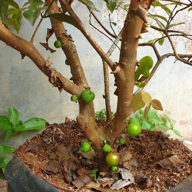 

Pr Berbuah Jaboticaba Pr Genjah Anggur Batang Tunas Vigor Nusantara