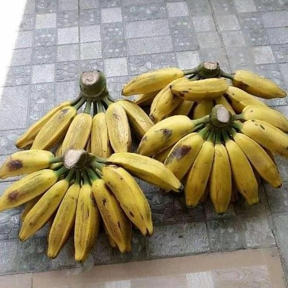 bibit pisang kepok kuning super MMZ