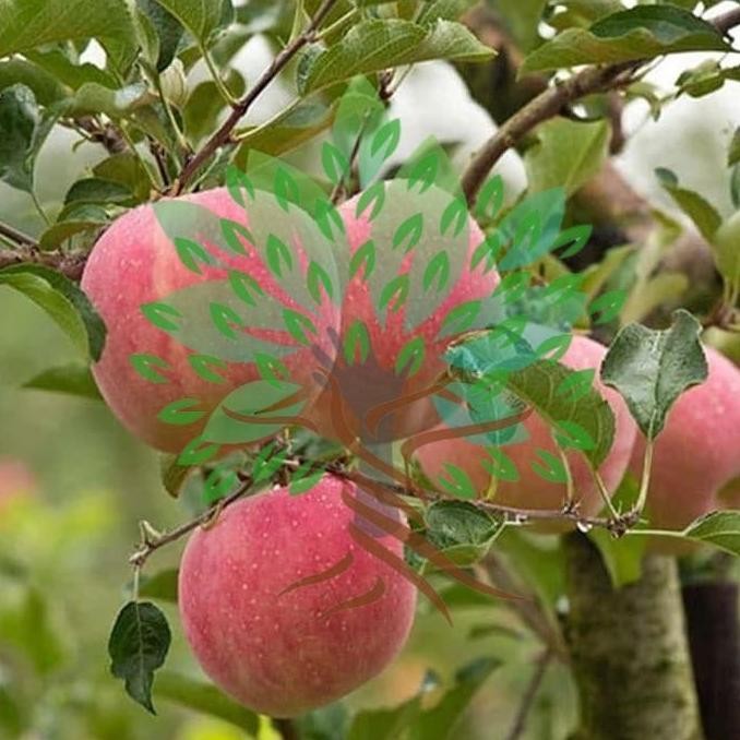 OBRAL Bibit Tanaman Buah Apel Fuji -Bibit Pohon Apel Fuji Asli Impor