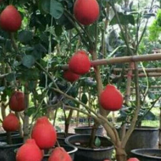 

Bibit Tanaman Buah Jeruk Pamello Merah Kualitas Terbaik Harga Termurah