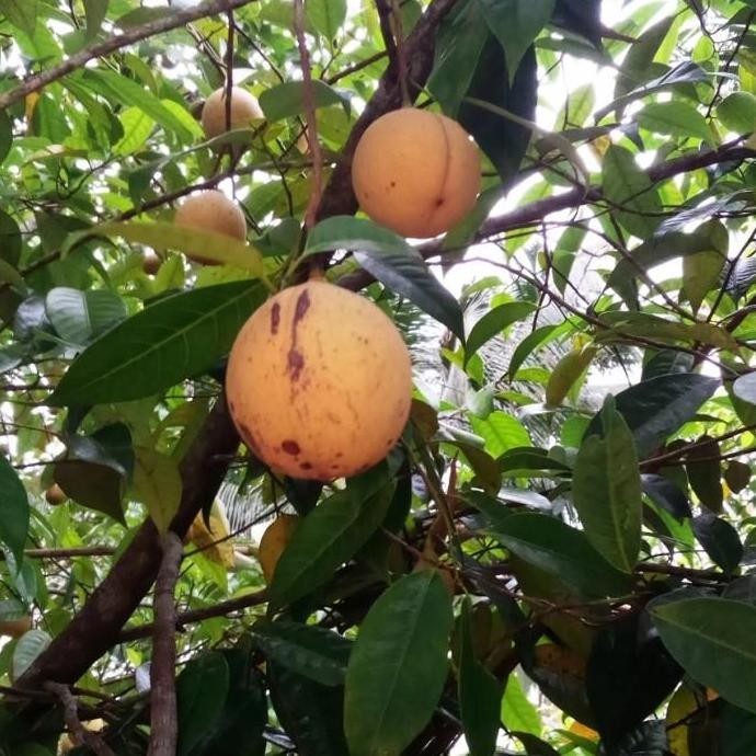 

Buah Pala Segar Baru Petik Paket 10kg