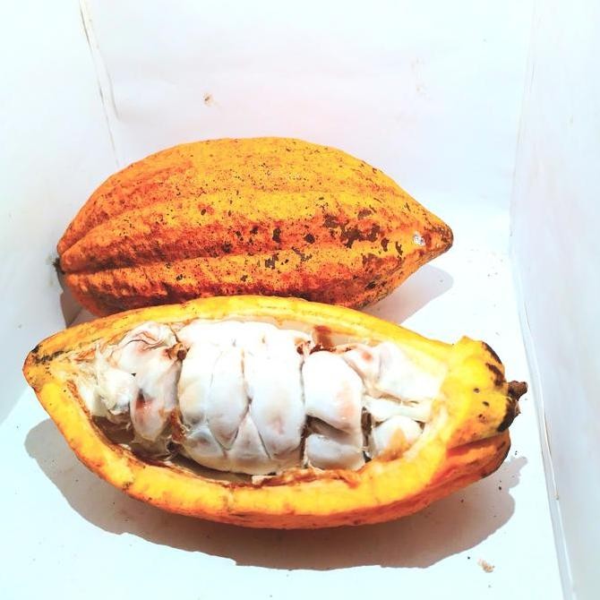 

Buah kakao/Buah coklat matang 1pcs