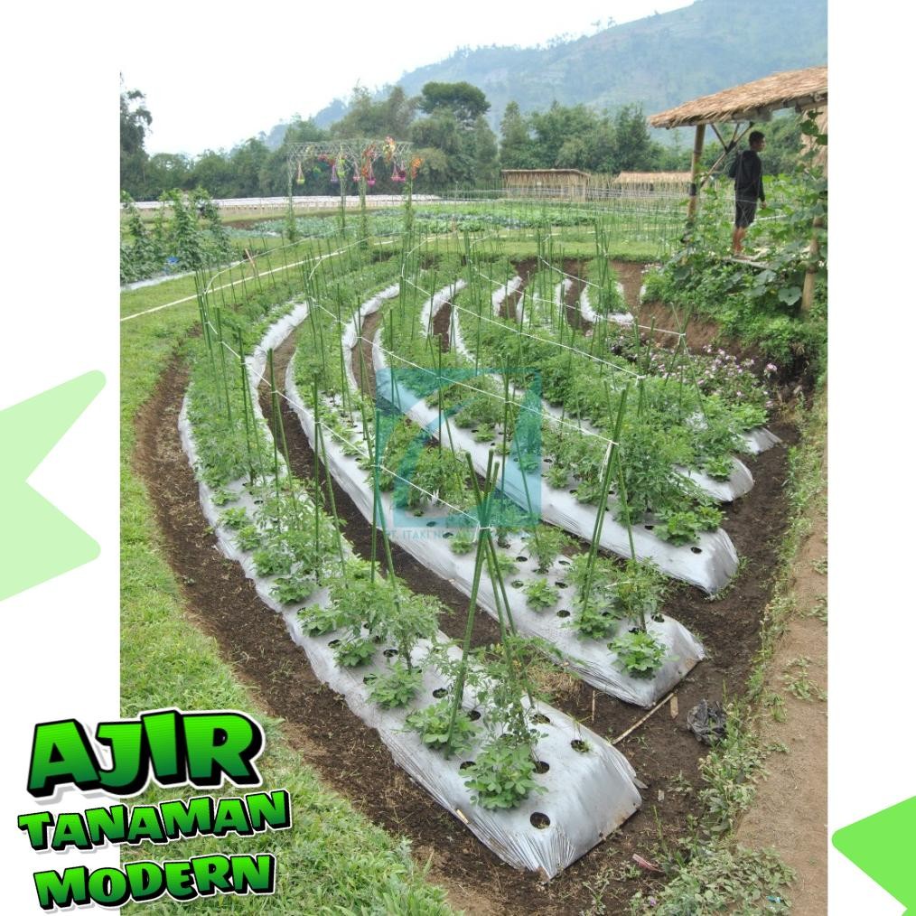 Promo Cod Ajir Tanaman Modern Takiron 11X1500 Mm ><