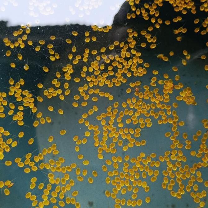 

Produk Baru!! Telur Gurame Soang - Telur Ikan Gurame Asli Siap Olah