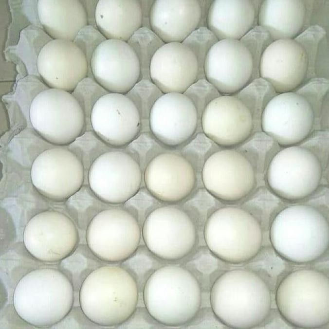 

Produk Baru!! Telur Ayam Kampung Merah Omega - Isi 30 Butir Free Range Organic