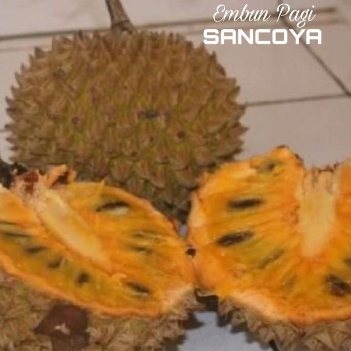 OBRAL Bibit Pohon Buah Srikaya Durian Sancoya langka TBBL11 ATZX