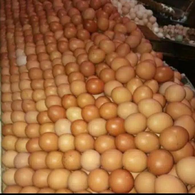 

Produk Baru!! Telur Ayam Negeri Lokal Segar per Kg - Telur Coklat Fresh Harga Terjangkau