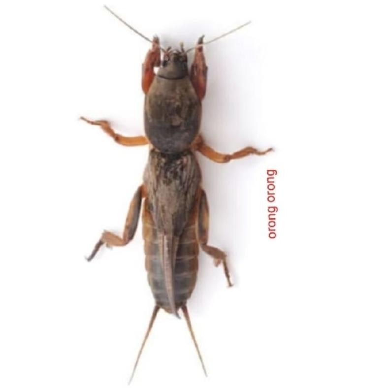 orong orong (gaang)/10ekor Nugi