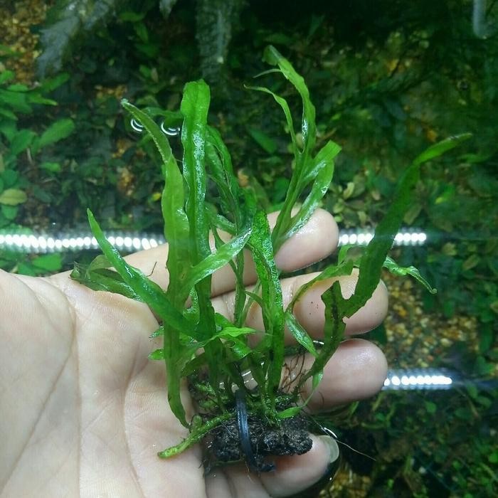 Kadaka Mini Trident / Microsorum Trident Mini Original Dan Terpercaya