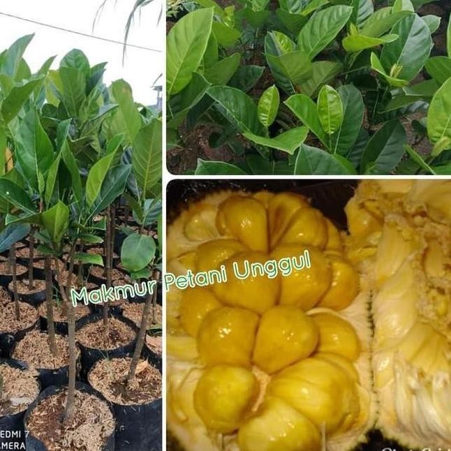 GG13 Bibit Tanaman Buah Nangka Madu Jumbo -A ATZ