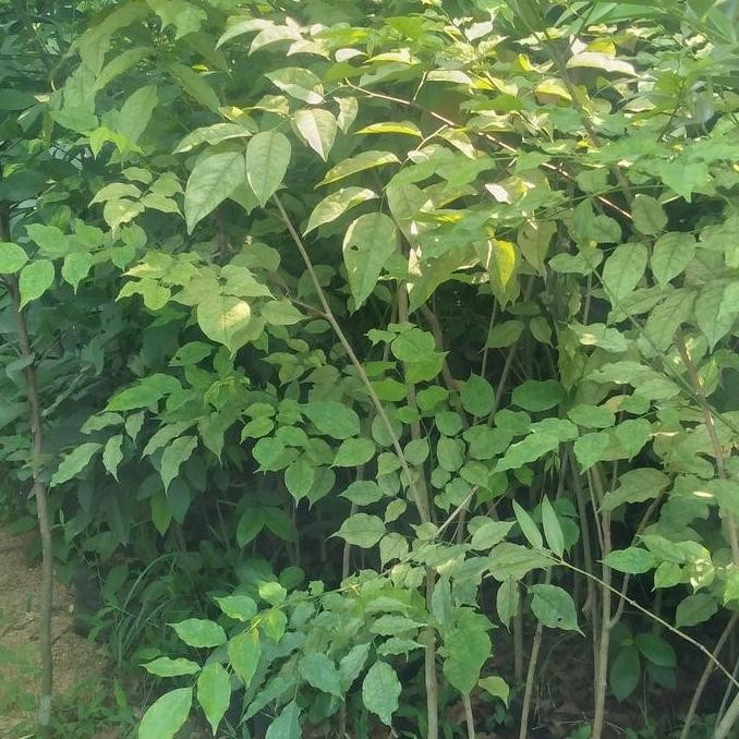 Pohon Angsana Tinggi 1 Meter 50 Cm Seo