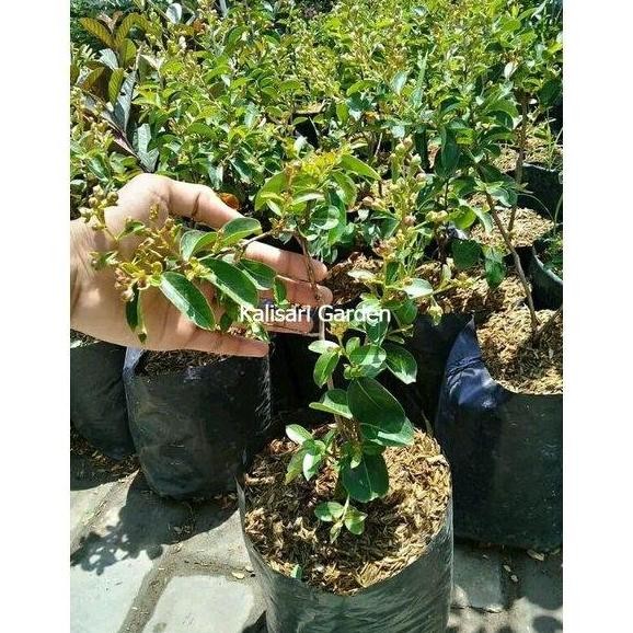 Bibit Pohon Buah Sakura Jepang