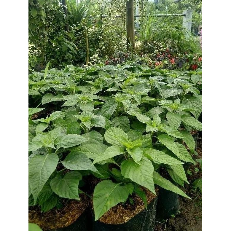 Bibit Tanaman Buah Paprika - Bibit Pohon Cabai Paprika Mini