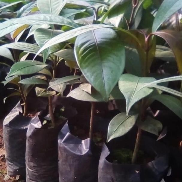 bibit buah manggis/bibit pohon manggis