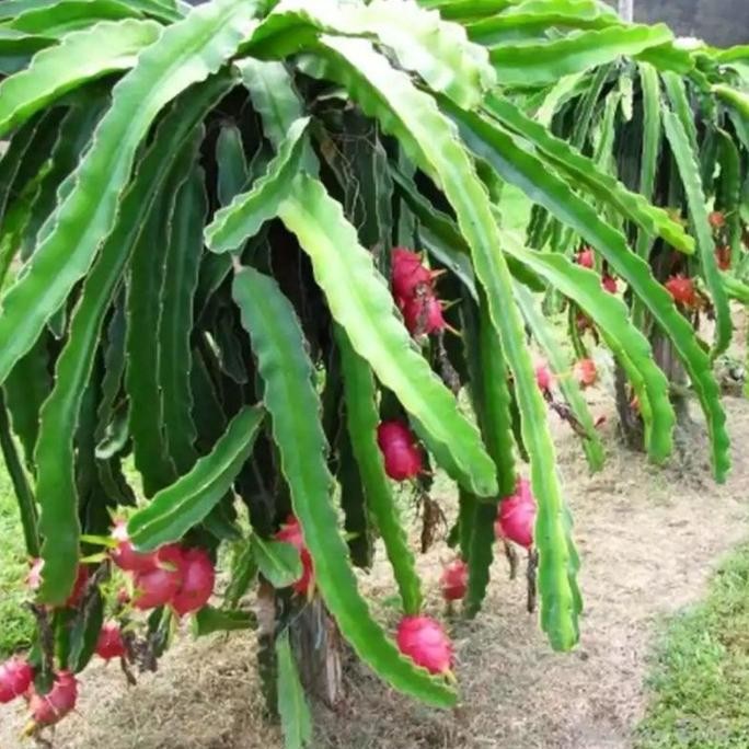 Bibit Tanaman Buah Naga Merah Super - pohon buah naga jumbo