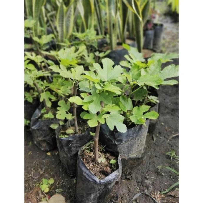 POHON Bibit Tanaman Buah Tin Ara Buah Merah Red Palestine pohon