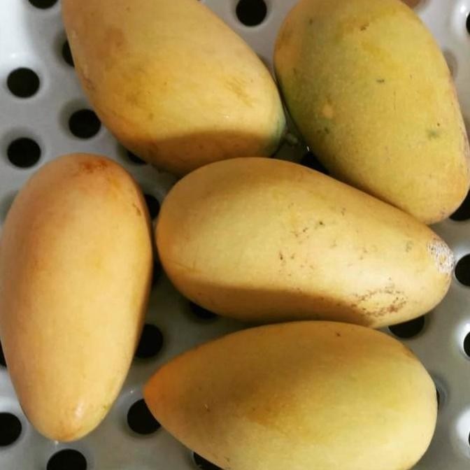 POHON Bibit Mangga Chokanan Buah Mangga Kuning Pohon Mangga Chokanan