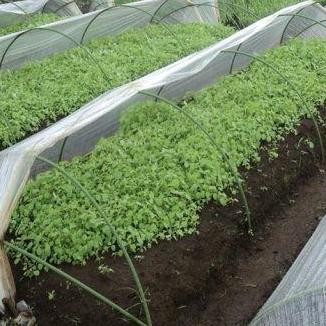 :>:>:>:>] Tunnel Pipe (Sungkup) 11mm X 240 Cm Takiron