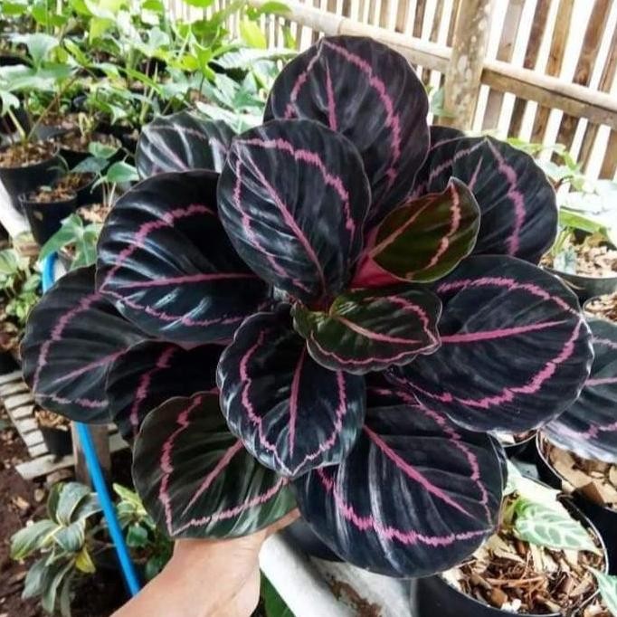 TERBARU - tanaman calathea black lipstik dewasa