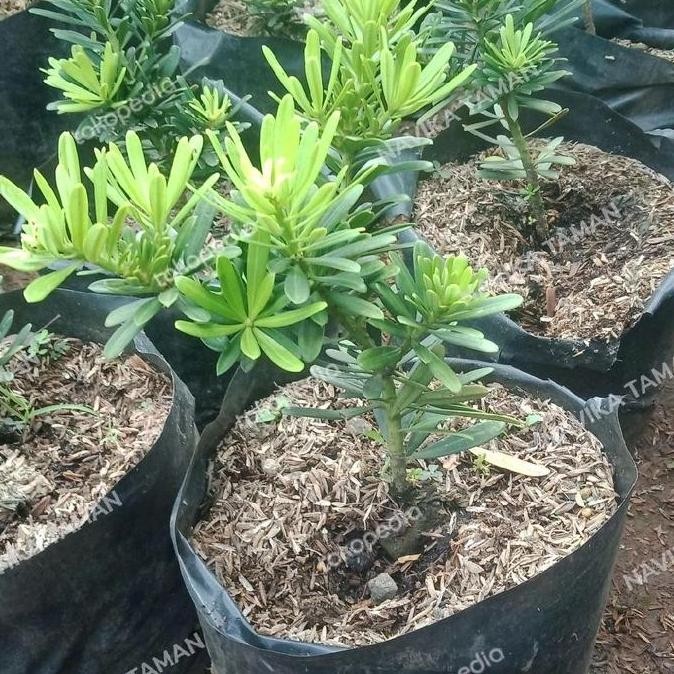 Bibit Pohon Lohansung Cincuan - Lohansung Cincuan Import