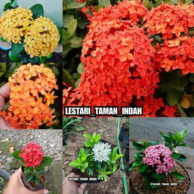 Original Paket 6 Tanaman Bunga Asoka Shopee