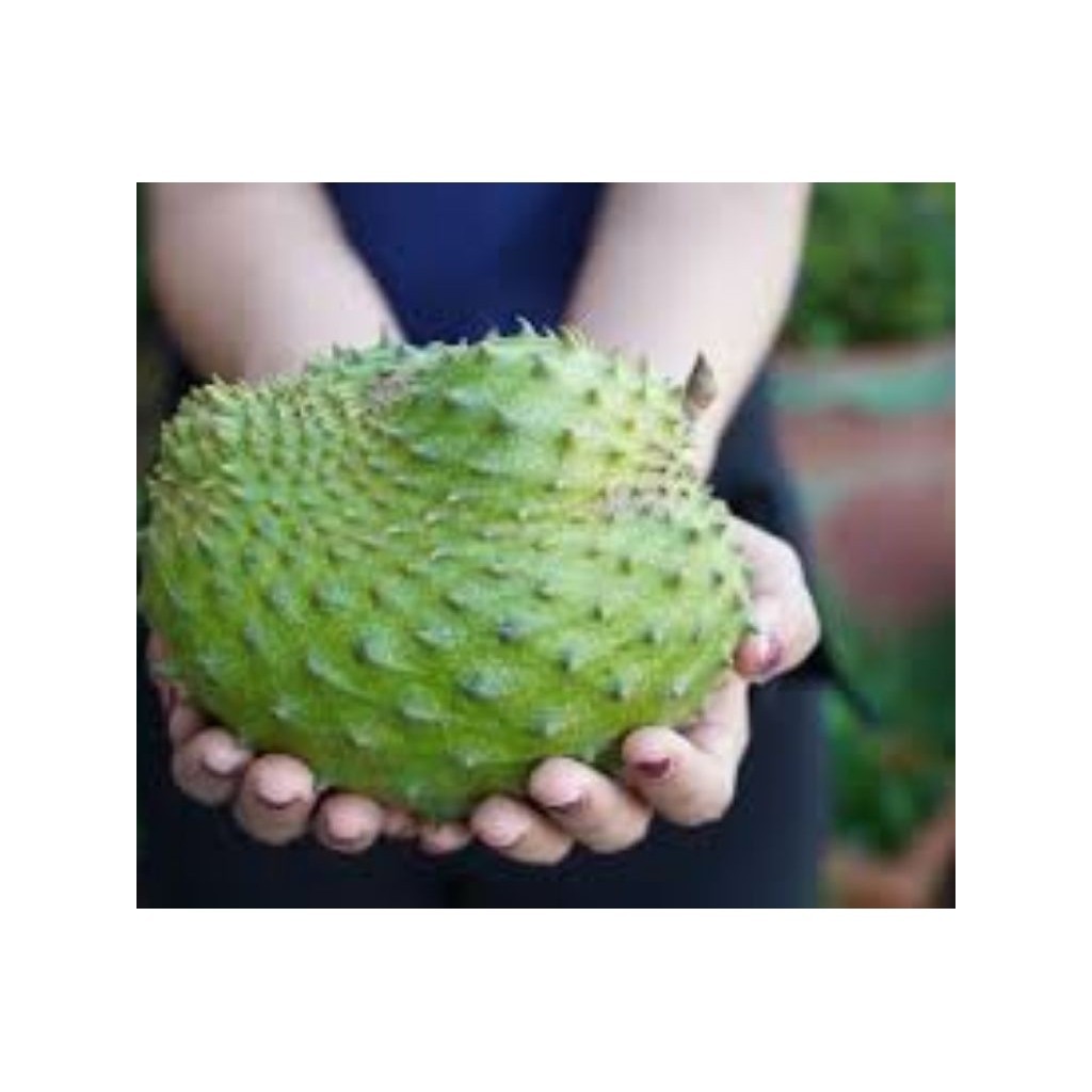 

{}_Bisa_COD[] sirsak lokal buah segar dan berkualitas