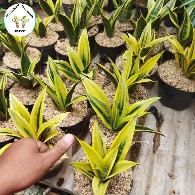 BEBAS ONGKIR - tanaman hias sansevieria golden flame