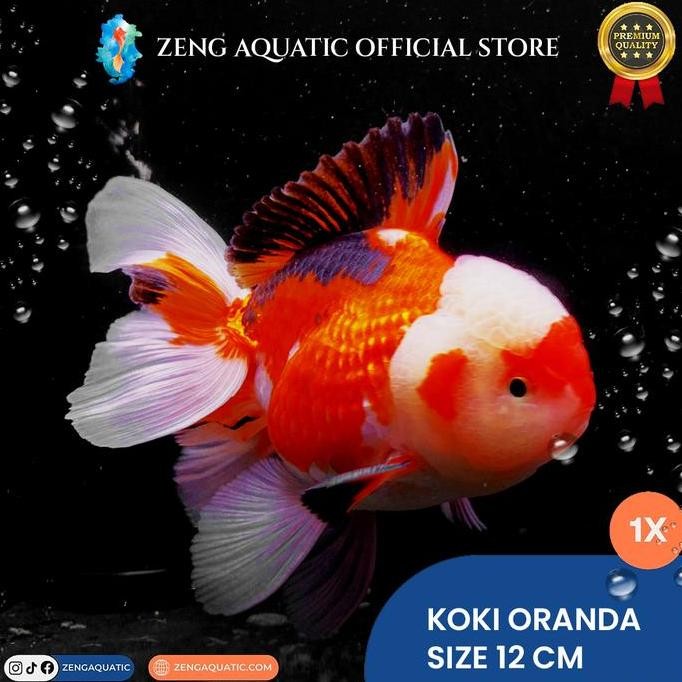 Ikan Hias Mas Koki Oranda Jumbo Super Quality Co