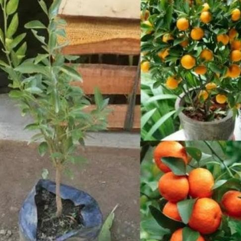 

TERBARU - tanaman buah jeruk Santang madu