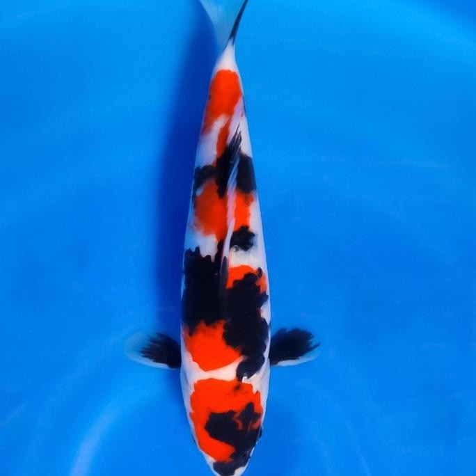 Koi Showa Ukuran 30 35 Cm Blitar Kualitas A Co