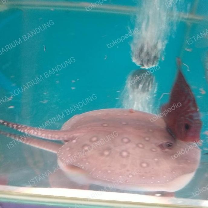 Pari Air Tawar Motoro Co